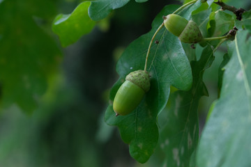 Oak branch with green leaves and acorns.