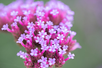Fototapeta na wymiar Flowering Purpletop Vervain (Verbena bonariensis)