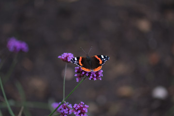 Small tortoiseshell (Aglais urticae) butterfly sitting on flowering Purpletop Vervain (Verbena bonariensis)