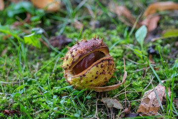 Opened horse chestnut (Aesculus) shell on the ground in green grass.