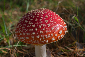 Beautiful red poisonous fly agaric (Amanita muscaria) mushroom in forest.