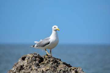 Adult European herring gull (Larus argentatus) standing on a rock. Sea background.