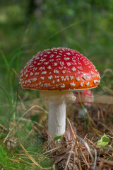 Beautiful red poisonous fly agaric (Amanita muscaria) mushroom in forest.