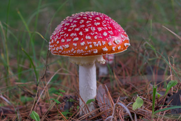 Beautiful red poisonous fly agaric (Amanita muscaria) mushroom in forest.