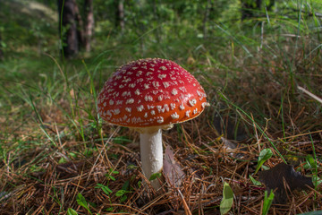 Beautiful red poisonous fly agaric (Amanita muscaria) mushroom in forest.