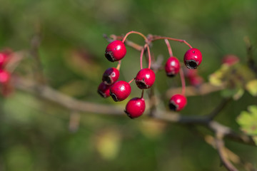 Red hawthorn (Crataegus ambigua) berries. Green leaves.