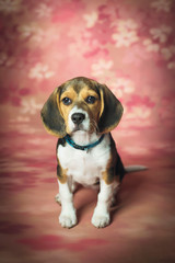 Beagle 2 meses