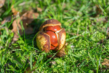 Opened horse chestnut (Aesculus) shell on the ground in green grass.