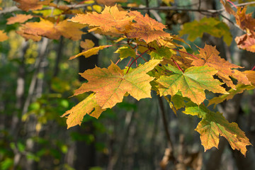 Branch of green, yellow autumn maple leaves in forest.
