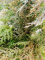 Macro shot of an evergreen plant during winter