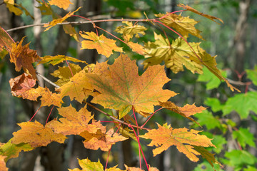 Branch of green, yellow autumn maple leaves in forest.