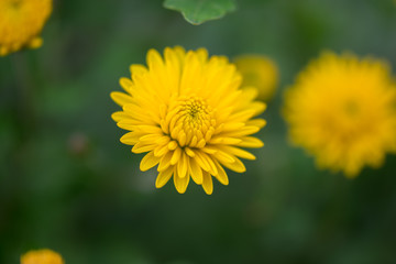 Blooming yellow chrysanthemum flower with green background