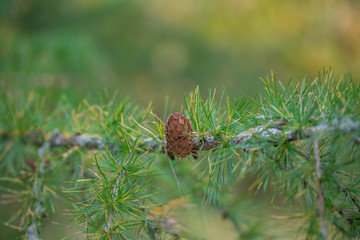 European Larch tree (Larix decidua) cone on a branch with green needles