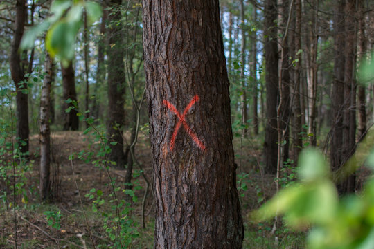 Pine tree in forest marked with red X to be cut down.