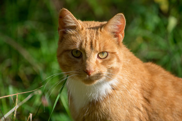 Fototapeta na wymiar Close up portrait of beautiful ginger cat with long whiskers. Green nature background.