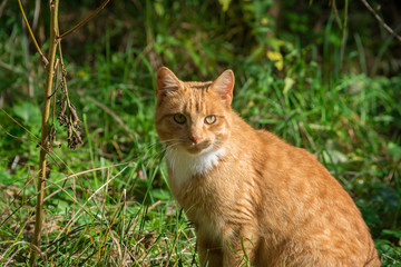 Naklejka na ściany i meble Beautiful ginger cat with long whiskers. Green nature background.