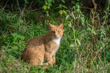 Naklejka na ściany i meble Beautiful ginger cat with long whiskers. Green nature background.