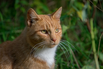 Naklejka na ściany i meble Close up portrait of beautiful ginger cat with long whiskers. Green nature background.