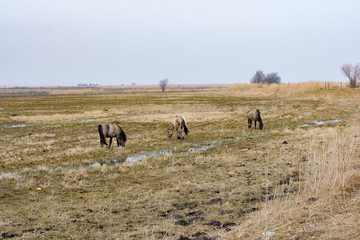 The Konik or the Polish primitive horses  grazing in wet field autumn landscape