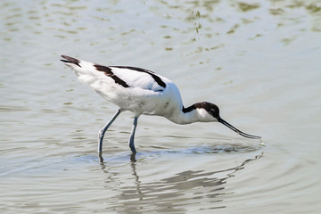 great egret in flight - Kluut
