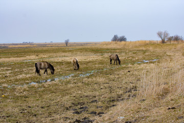 Naklejka na ściany i meble The Konik or the Polish primitive horses grazing in wet field autumn landscape