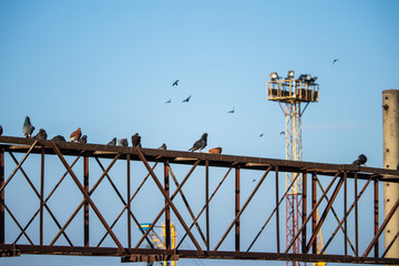 Pigeons sit on a metal structure in a seaport-Ukraine-Odessa-02/11/2019