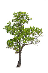 Obraz premium tree collections on a white background