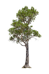 tree collections on a white background