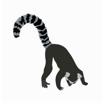 Vector stock illustration of a lemur. Ring-tailed striped funny lazy exotic Madagascar lemur. Little cute Limur catta Asian funny. Cartoon animals for kids. African zoo animal. isolated on white back