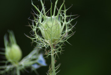 capullo de flor Arañuela 