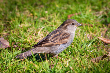 sparrow on grass