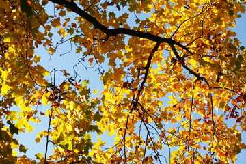 gelb verfärbte Ahornblätter an einem Baum