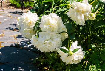 White peony flowers in the garden, Helsinki, Finland