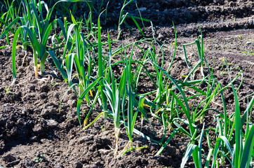 home grown vegetables, garden full of healthy earth fruits full of vitamins and minerals, small scale organic farming, Spring Garden Plants Vegetable Beds, spring onion