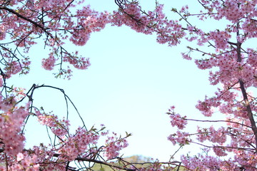 桜のフレーム