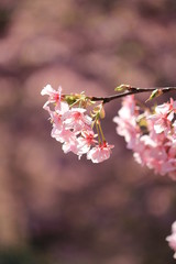 南伊豆　みなみの桜と菜の花まつり