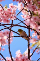 Fototapeta premium 河津桜とメジロ