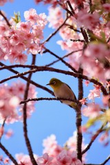 河津桜とメジロ