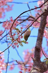 河津桜とメジロ