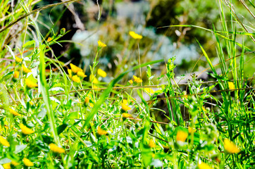 symbol of autumn, Festive floral background, beautiful pattern, Yellow chrysanthemums, colorful fields of flowers in sunny day