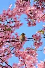 河津桜とメジロ