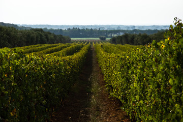 Fototapeta na wymiar View through the rows of a vineyard in the region of Bolgheri, Tuscany, Italy