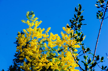 Mimosa scabrella Bracatinga yellow flower is a tree in the family Fabaceae, isolated on blue sky background