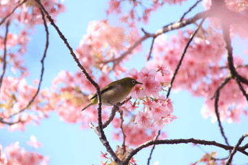 河津桜とメジロ