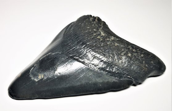 Fossiler Haizahn, Carcharocles Megalodon