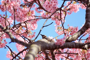 河津桜とヒヨドリ