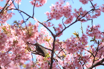 河津桜とヒヨドリ