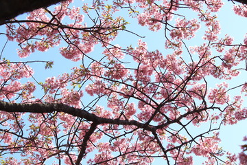 南伊豆　みなみの桜と菜の花まつり