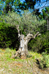 beautiful and old olive tree in wild nature next to hiking trail in Benahavis village Andalucia Spain, rough bole indicates age of tree