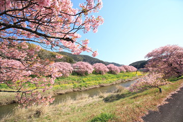 南伊豆　みなみの桜と菜の花まつり